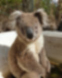 Koala.jpg