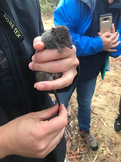Dusky Antechinus male 9-2-19 Stony  Rise