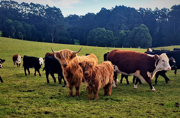 20190626_090431 (2).jpg